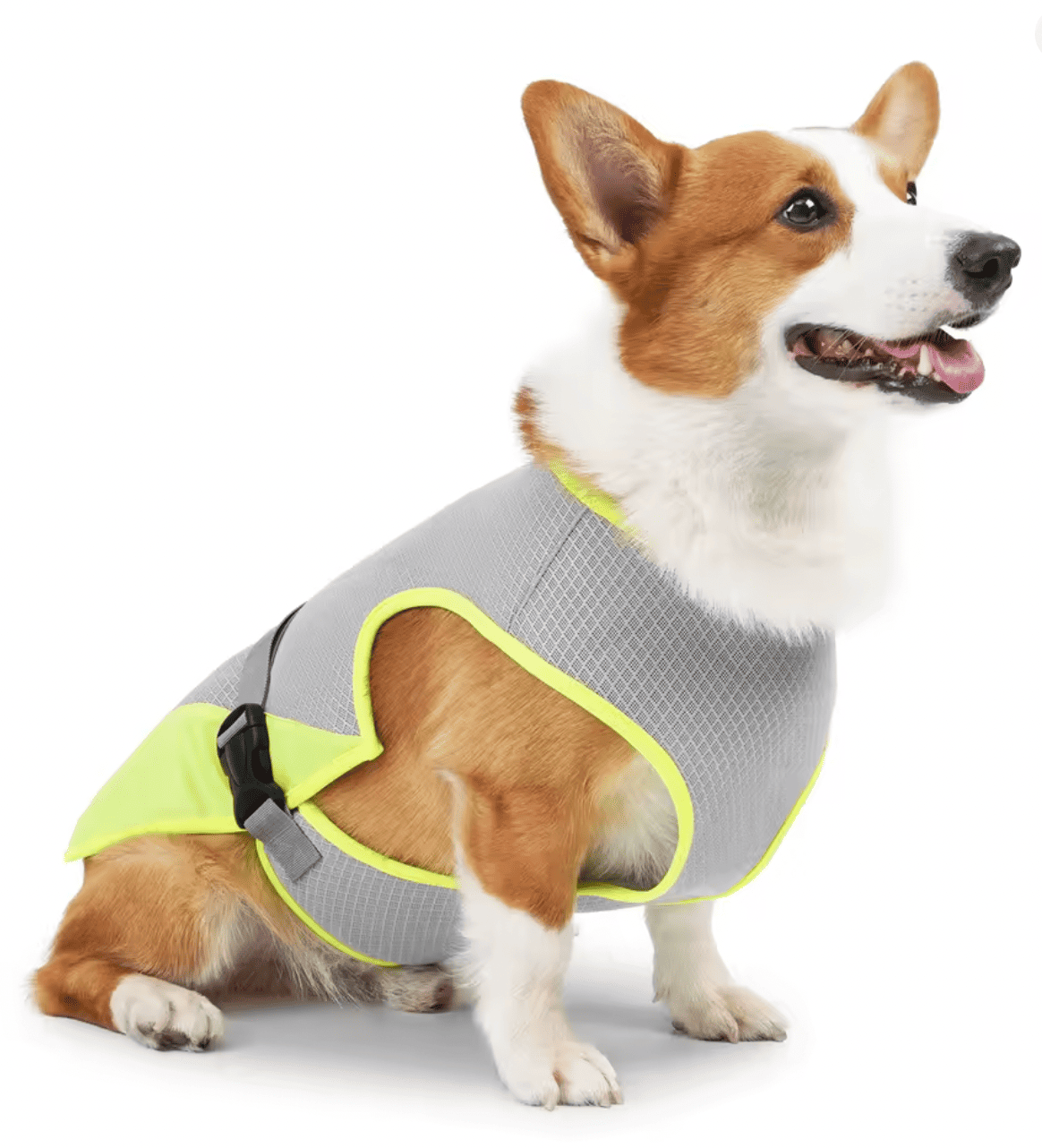 Gilet rafraîchissant pour chien