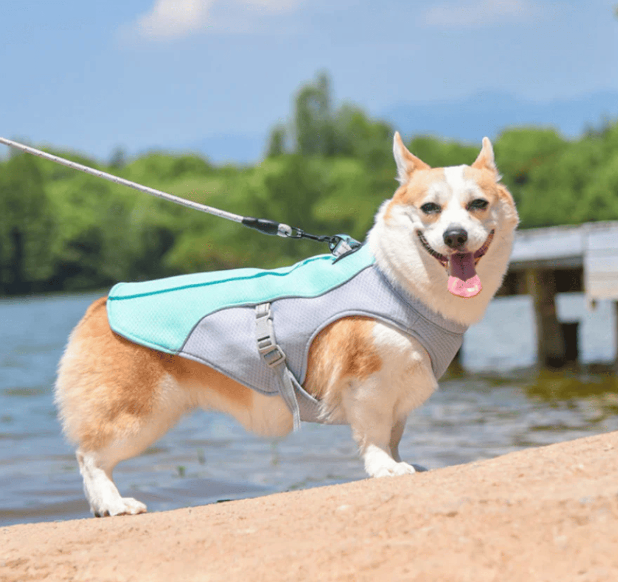 Gilet rafraîchissant pour chien