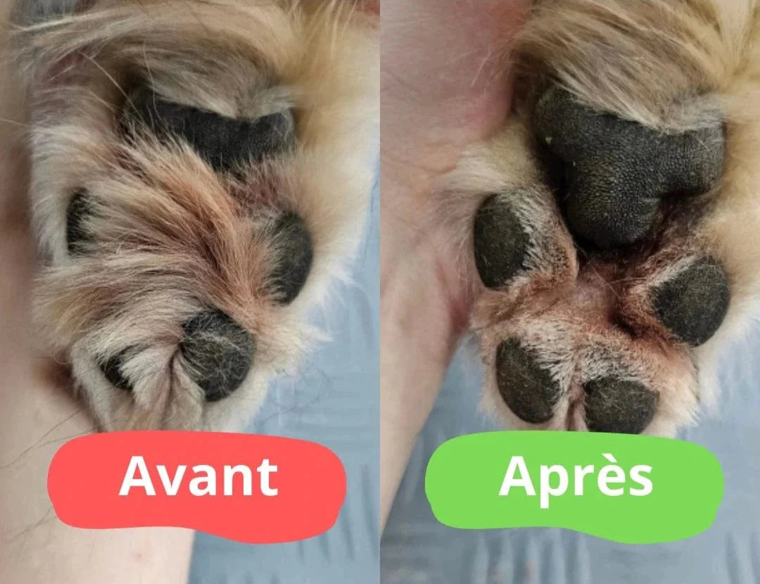 Tondeuse pour pattes de chien