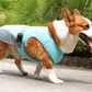 Gilet rafraîchissant pour chien
