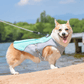 Gilet rafraîchissant pour chien