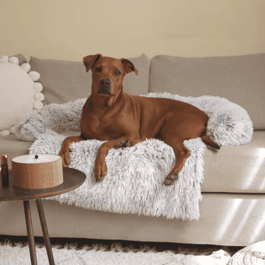 Protège-canapé apaisant pour chiens
