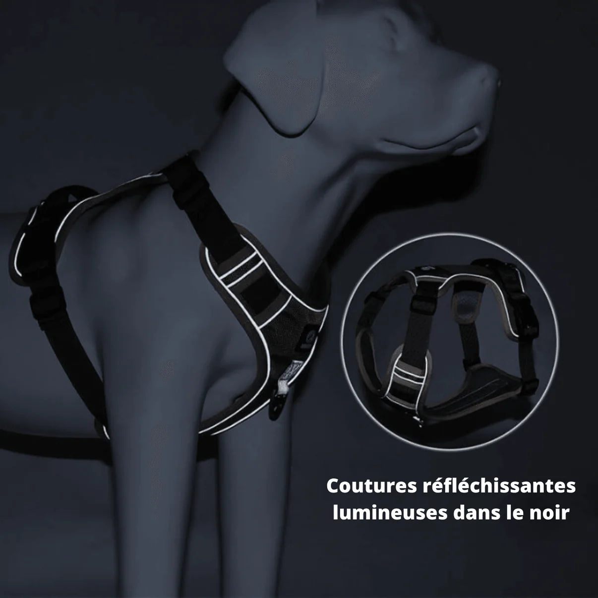 Harnais anti traction | Laisse Offerte